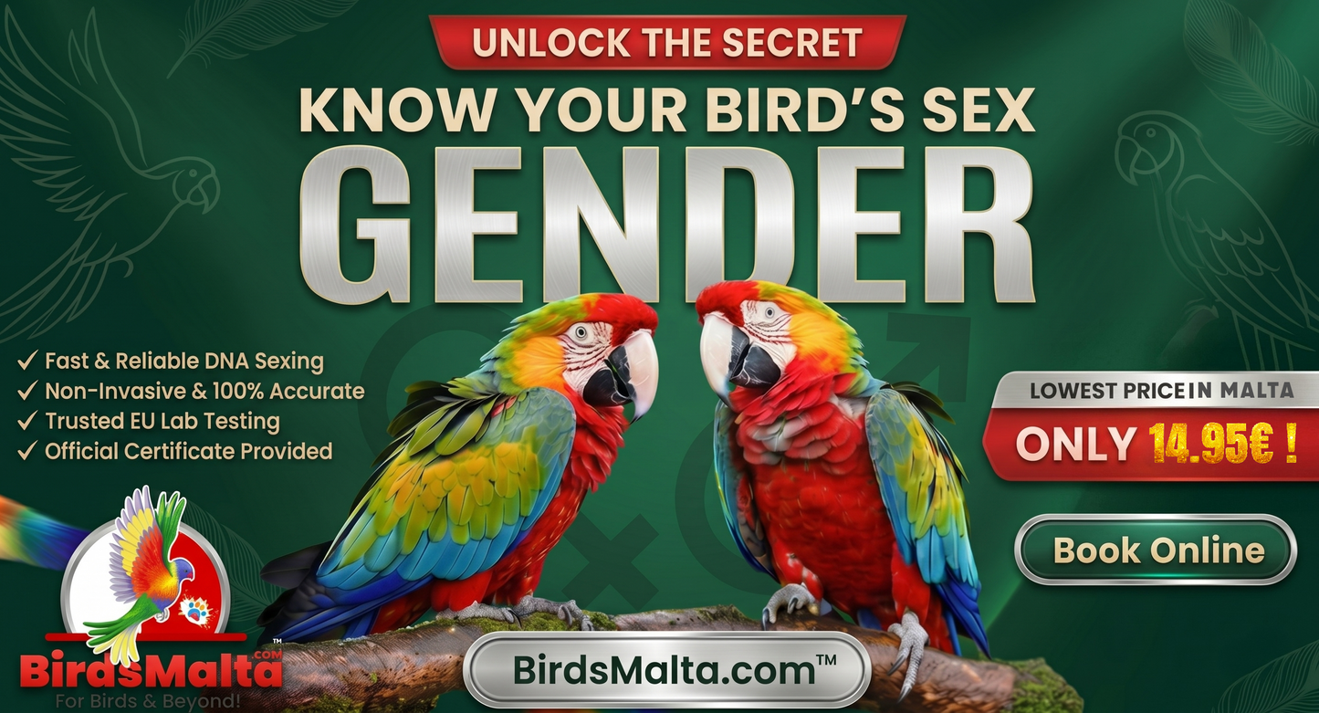 Two colorful macaws on a branch with text promoting a Bird DNA Gender Sexing service in Malta for 14.95 euros.