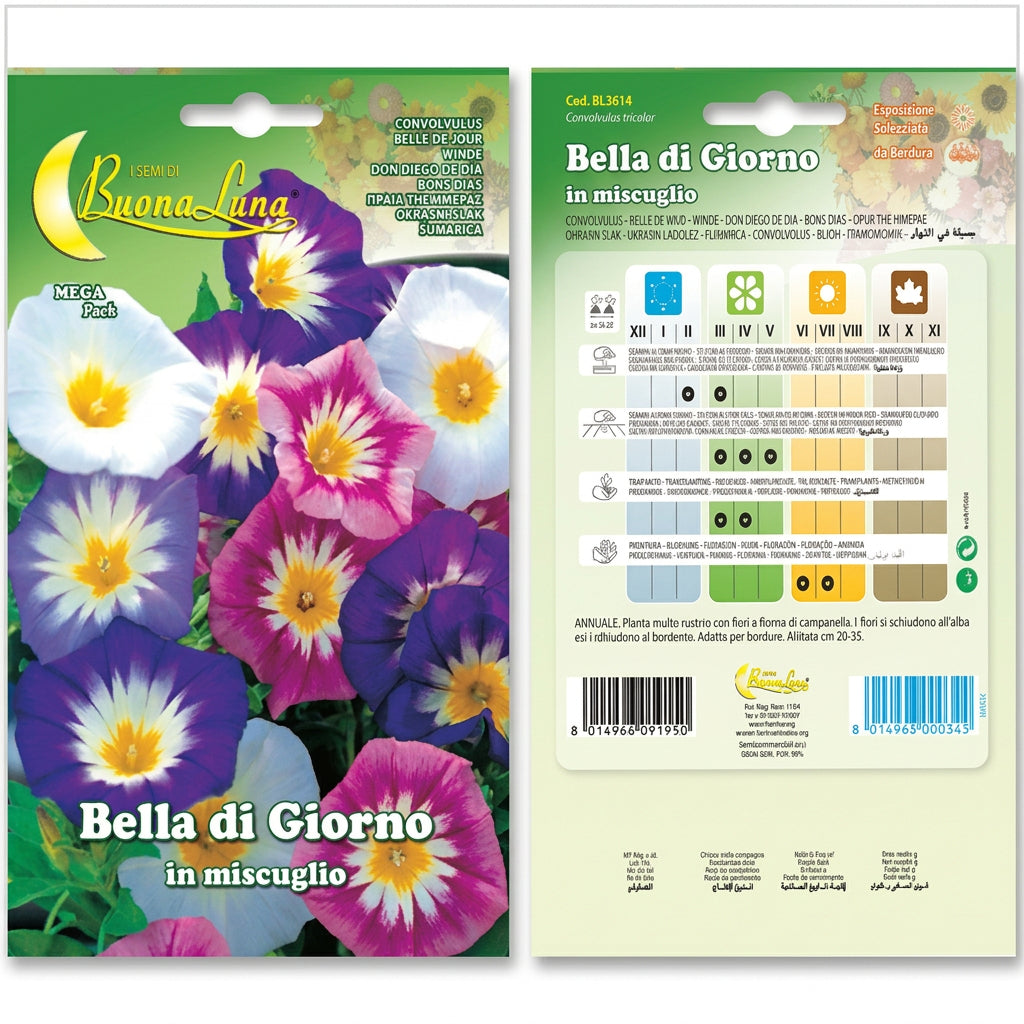 Hortus Dwarf Morning Glory Mix Seeds – Bella di Giorno product image
