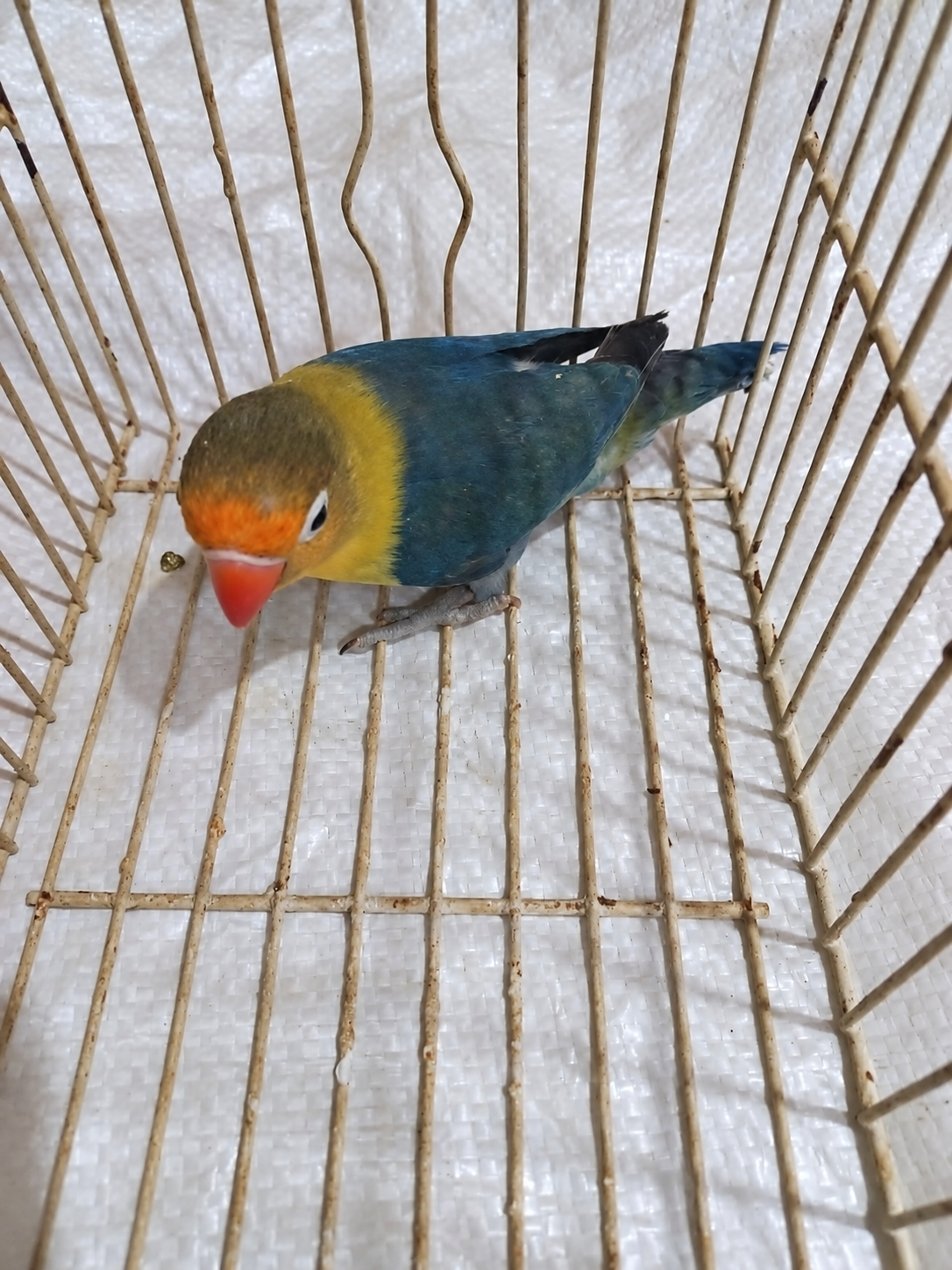 Fischer’s lovebird 01, blue & olive, actual available juvenile bird