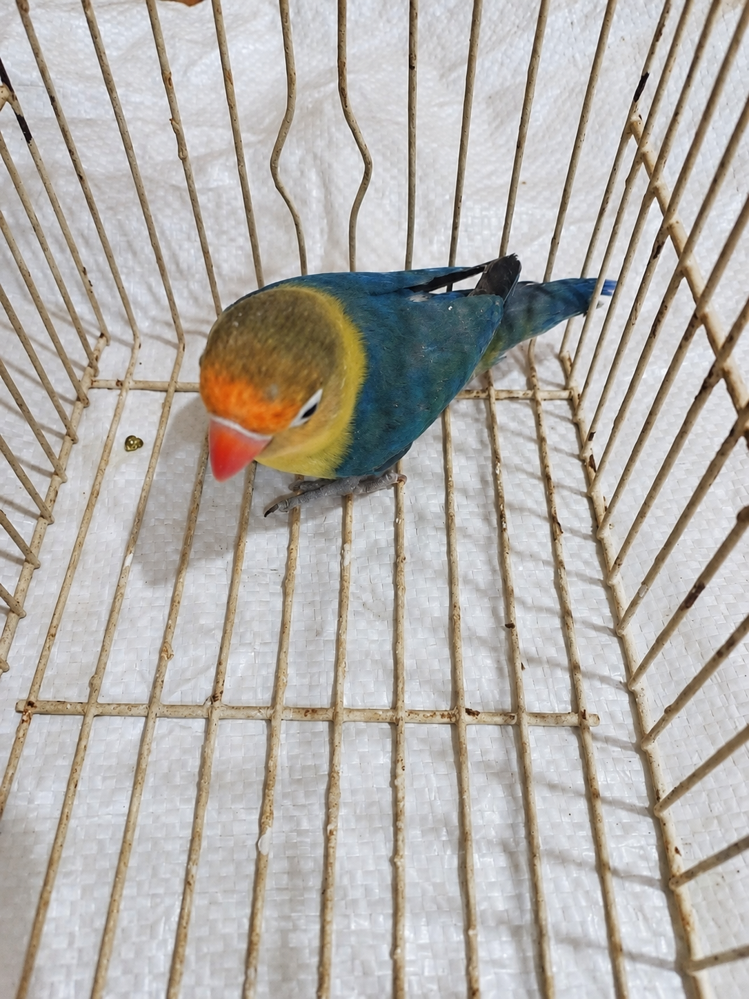 Fischer’s lovebird 01, blue & olive, actual available juvenile bird