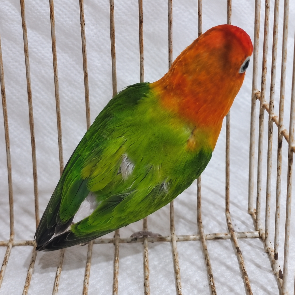 Fischer’s lovebird 04, green & orange b, actual available juvenile bird