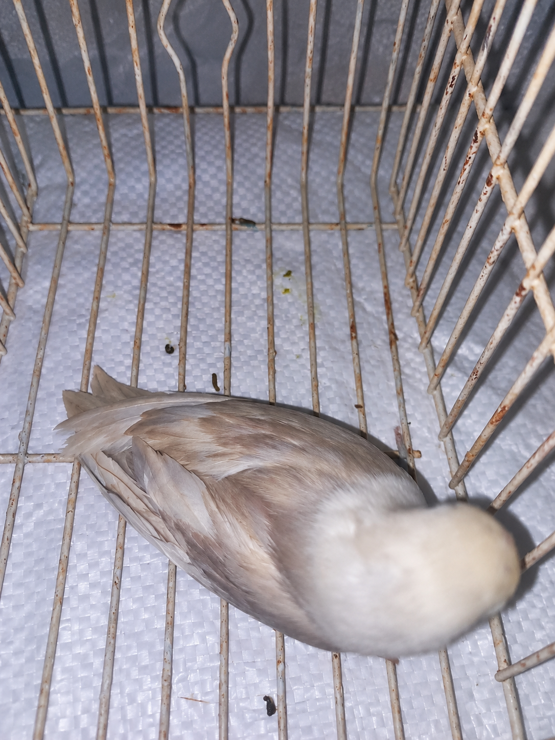 Fischer’s lovebird 10, pale grey & white, actual available juvenile bird