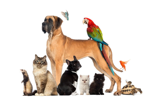 BirdsMalta.com: Malta’s Online Pet Shop for Parrot & Pet Supplies