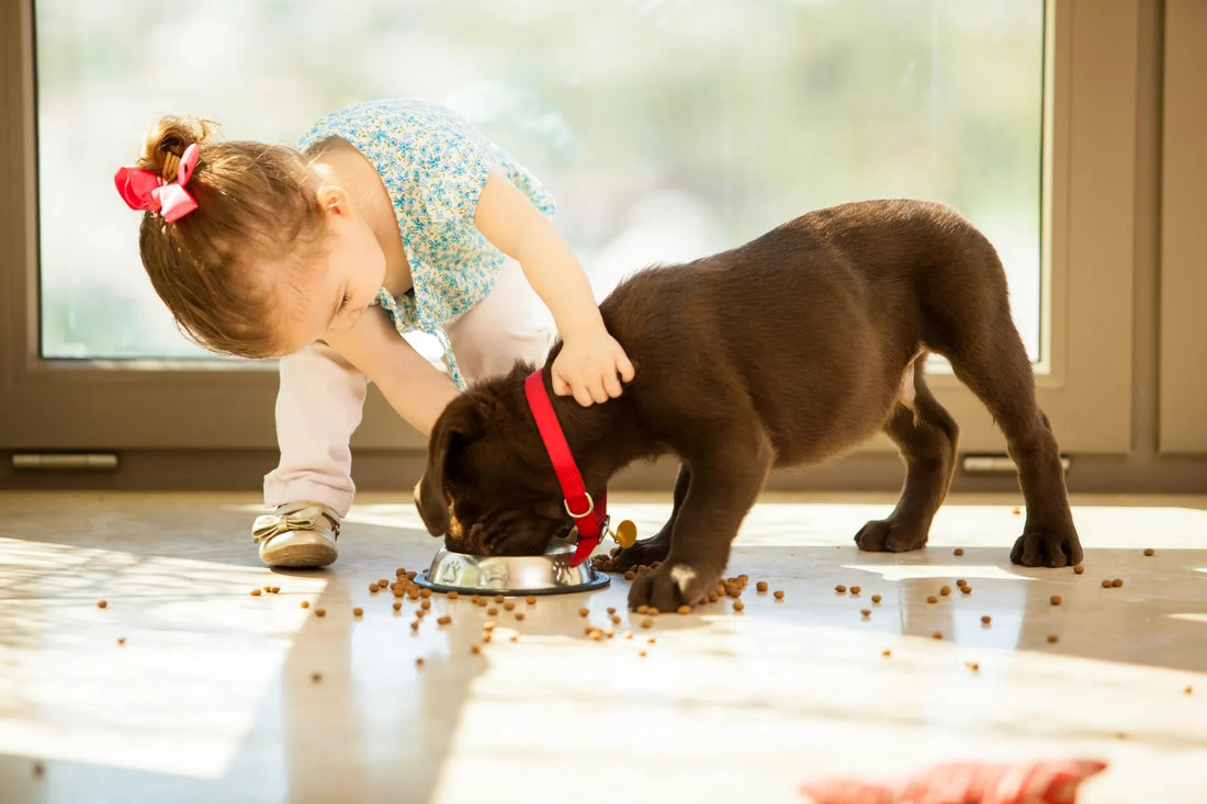 Premium Dog Food Malta – Best Online Dog Nutrition & Treats