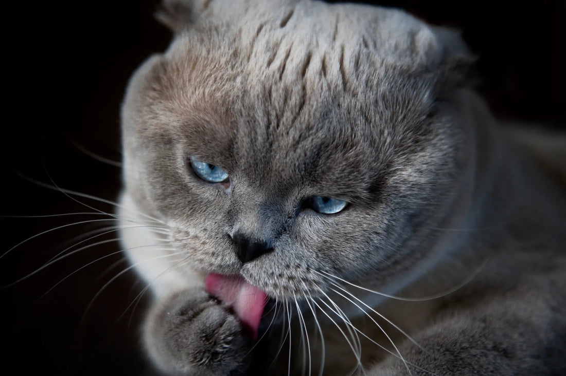 Premium Dry Cat Food Malta – Buy Online for Best Cat Nutrition