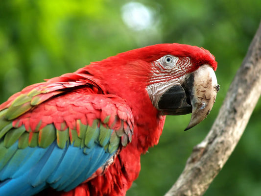 Owning a Scarlet Macaw in Malta: What You Need to Know