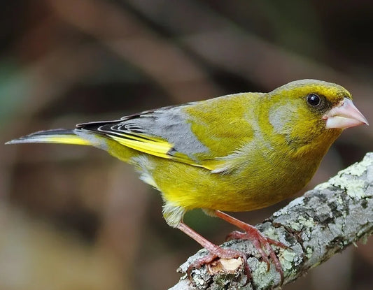 European Greenfinches in Malta: A Guide for Bird Enthusiasts