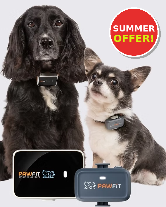 Never Lose Your Best Friend: Why Pawfit GPS Trackers Are a Must-Have in Malta