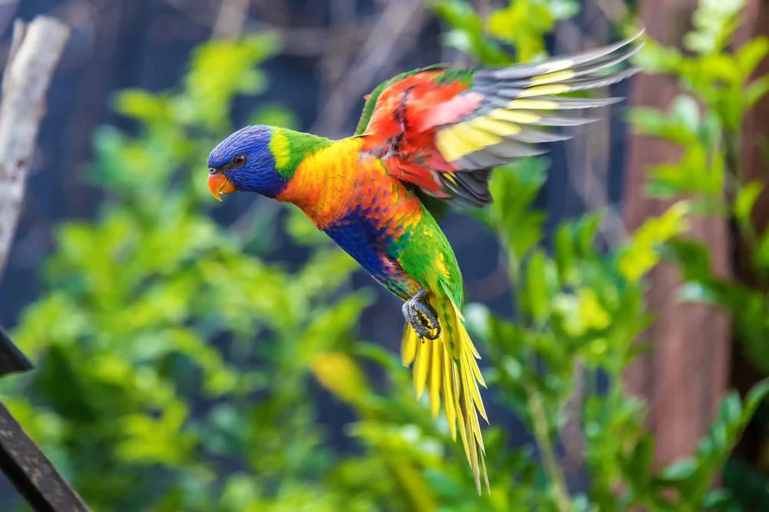 Rainbow Lorikeets in Malta: Care, Community & Resources