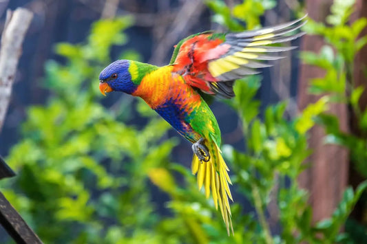 Rainbow Lorikeets in Malta: Care, Community & Resources