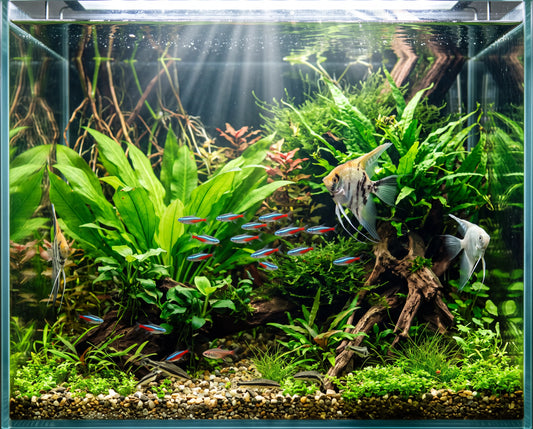 The Ultimate Malta Aquarium Care Guide: Askoll Top Sellers, Winter Prep & Expert Fish Care Tips