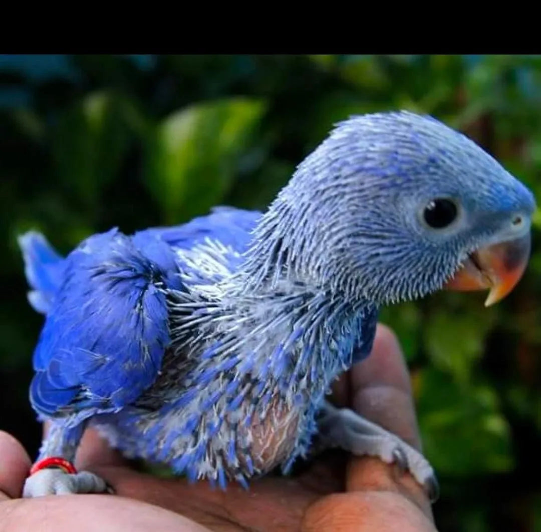 Raising a Violet Indian Ringneck Successfully Tips & Care