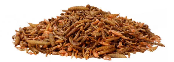Boost Your Birds’ Breeding Success in Malta - EU-Sourced Insects!