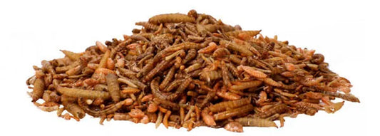 Boost Your Birds’ Breeding Success in Malta - EU-Sourced Insects!