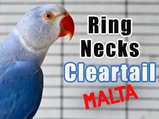 Clear Tail Ringneck Parrots – A Rare Gem for Bird Lovers in Malta