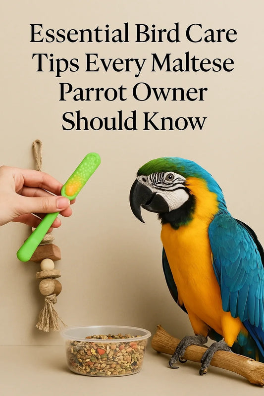 Essential Bird Care Tips Every Maltese Parrot Owner Should Know