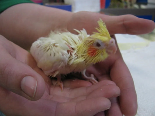 Hand-Raising a Baby Cockatiel: A Practical Guide (Without Special