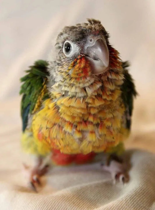 How to | Hand-Raising Conures: A Rewarding Experience for Bird Enthusiasts