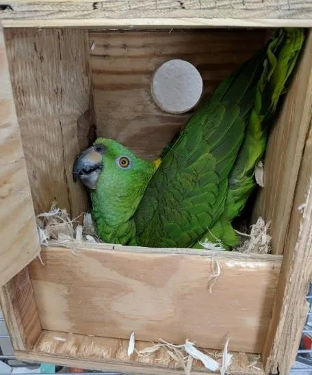 Parrot Nests in Malta: The Best Nesting Solutions for Your Parrot