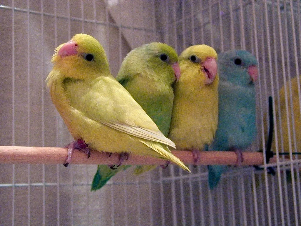 Interesting Facts About Parrotlets & Basic Care Tips