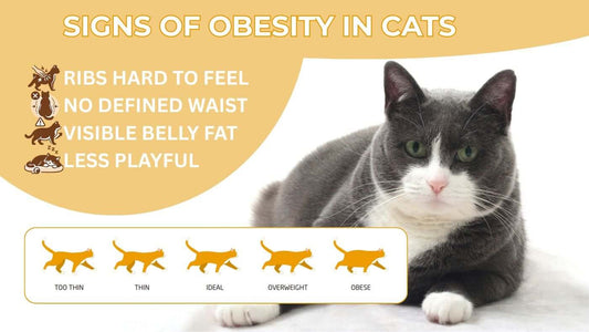 Overweight Cat? The Dangers of Feline Obesity & How Glyfeline Can Help With Cat Weight Managemnt