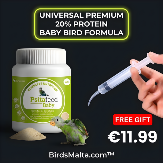The Ultimate Guide to Handfeeding Parrots in Malta: The 20% Protein Boost Changing Aviculture