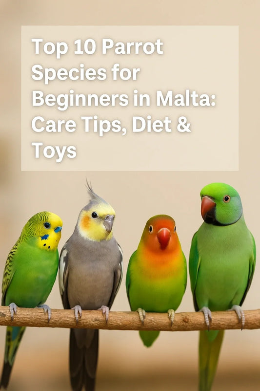 Top 10 Parrot for Beginners in Malta: Care Tips, Diet & Toys
