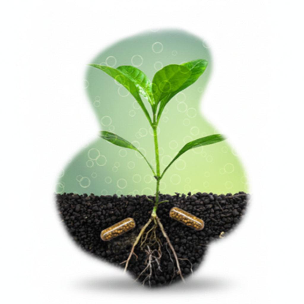 A stylized graphic of a small green plant growing from dark soil, with two askoll brown capsules embedded in the ground, on a white background with a soft green glow.