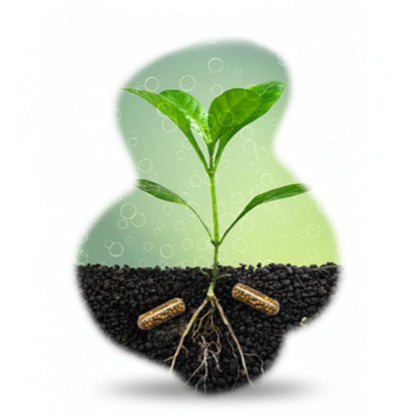 A stylized graphic of a small green plant growing from dark soil, with two askoll brown capsules embedded in the ground, on a white background with a soft green glow.