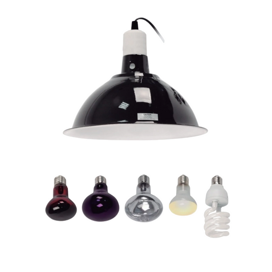 A black dome-shaped pendant light fixture with a white interior and a hanging cord, shown above five bulb types under a green arrow on a white background.