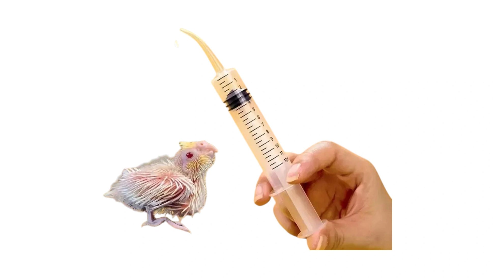 Curved Tip Baby Bird Hand Feeding Syringe, 12ml