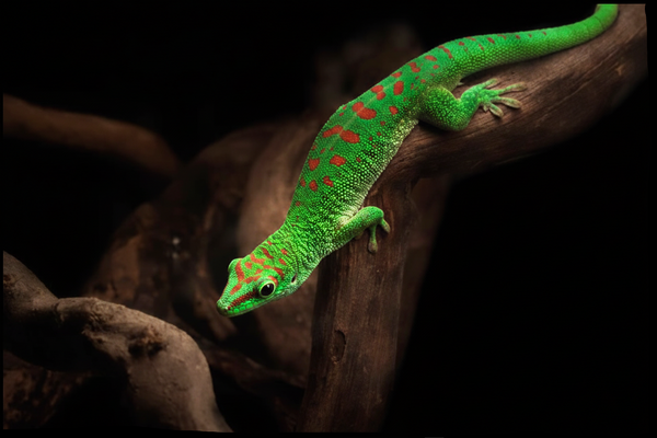Reptiles