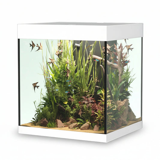 Fish tank with plants and fish on a white background
