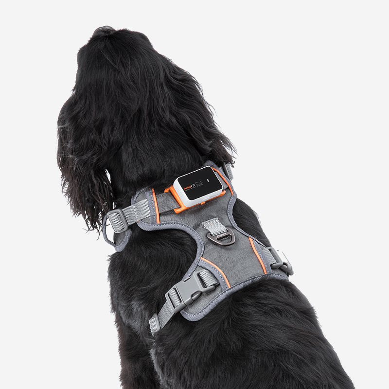 Pawfit 3 Dog Large Kit | Premium Heavy Duty Dog Tracker Bundle