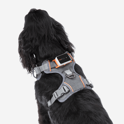 Pawfit 3 Dog Large Kit | Premium Heavy Duty Dog Tracker Bundle