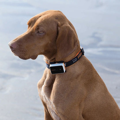 Pawfit 3 Basic Eco Bundle | GPS Dog Tracker & Water Bottle