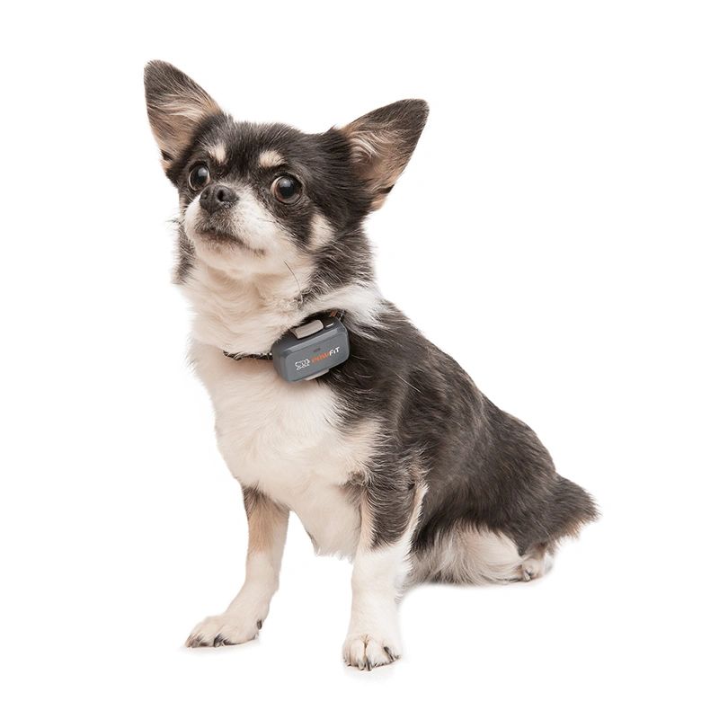 Pawfit Lite GPS Tracker for Dogs | Smallest 4G Activity Monitor | No More Missing Pets!