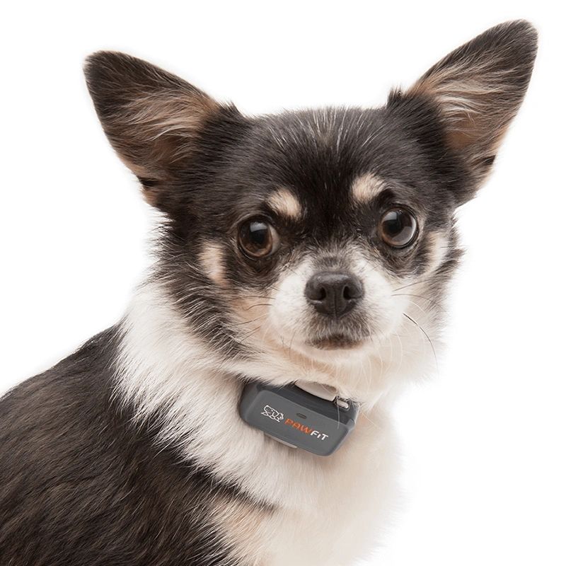 Pawfit Lite GPS Tracker for Dogs | Smallest 4G Activity Monitor | No More Missing Pets!