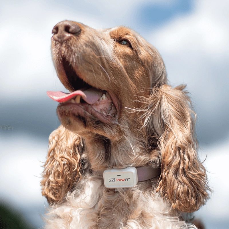 Pawfit Lite GPS Tracker for Dogs | Smallest 4G Activity Monitor | No More Missing Pets!
