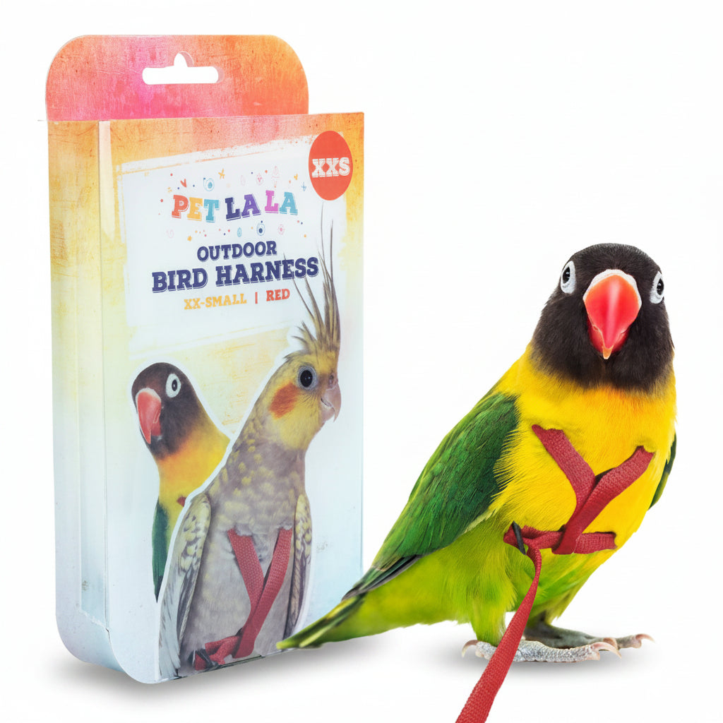 A small lovebird wearing a red outdoor bird harness stands in front of its retail packaging. The bird has green wings and back, a bright yellow chest, a black head, and a red beak.
