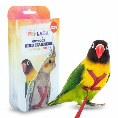 A small lovebird wearing a red outdoor bird harness stands in front of its retail packaging. The bird has green wings and back, a bright yellow chest, a black head, and a red beak.