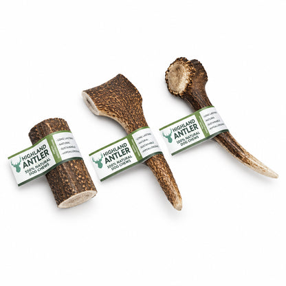 Nova Highland natural deer antler dog chew in Large size