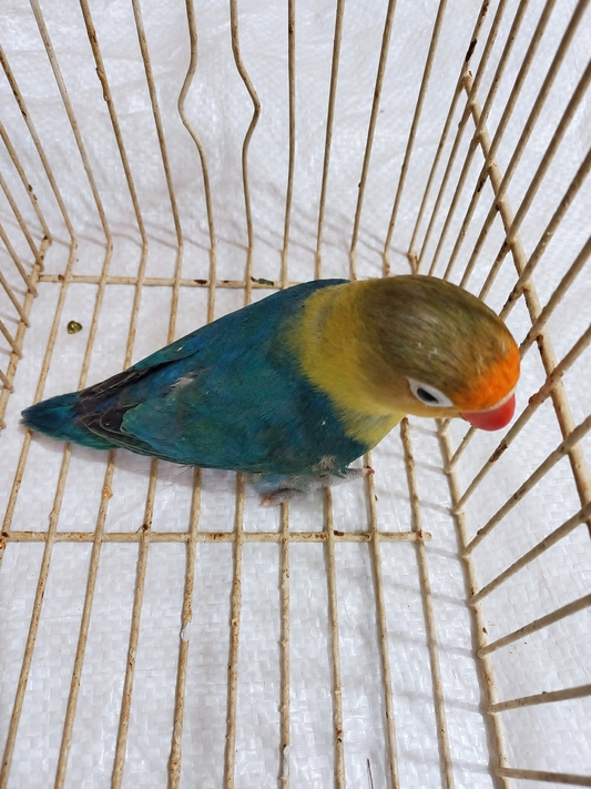 Fischer’s lovebird 01, blue & olive, actual available juvenile bird