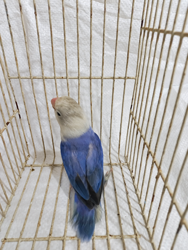 Fischer’s lovebird 02, blue & white, actual available juvenile bird