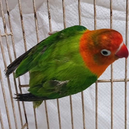 Fischer’s lovebird 03, green & orange a, actual available juvenile bird