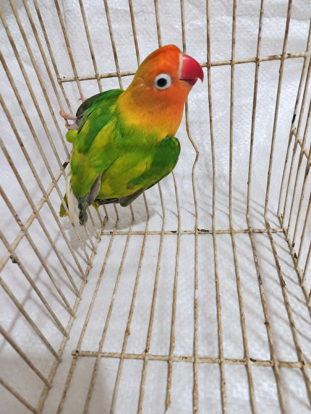 Fischer’s lovebird 05, green & yellow, actual available juvenile bird