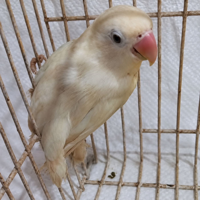 Fischer’s lovebird 06, cream, actual available juvenile bird