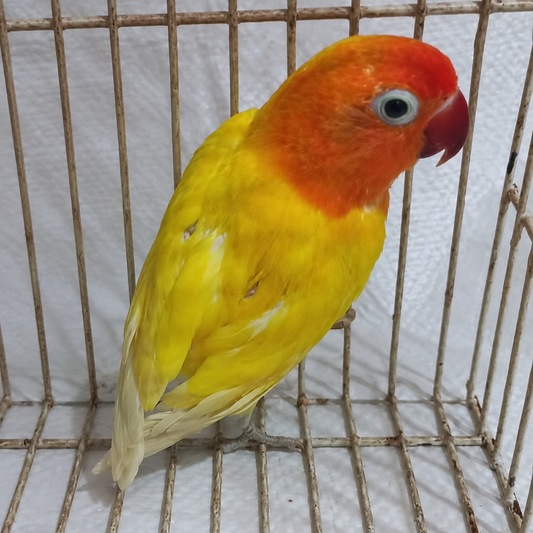 Fischer’s lovebird 07, yellow & orange, actual available juvenile bird