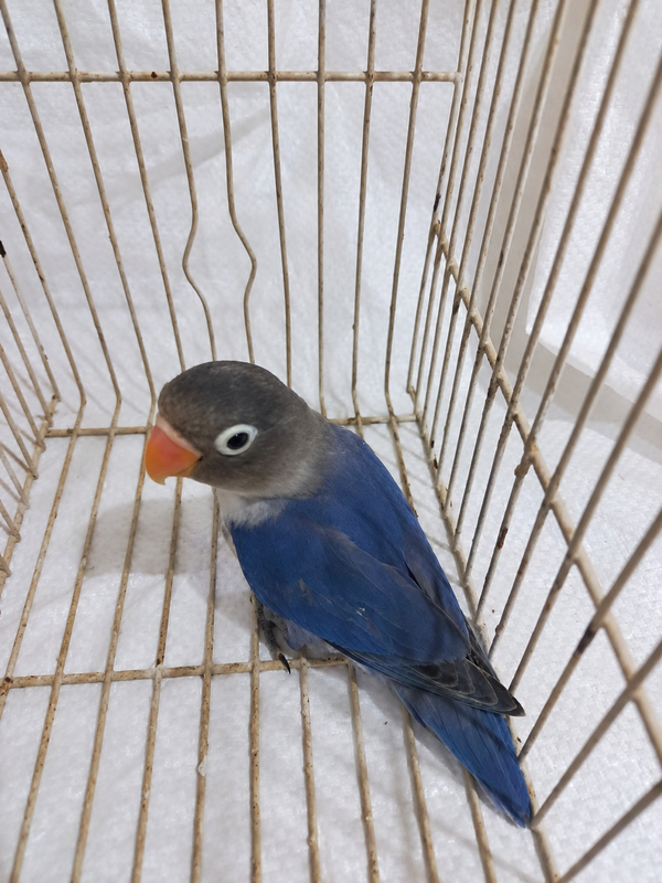 Fischer’s lovebird 08, blue & dark head, actual available juvenile bird