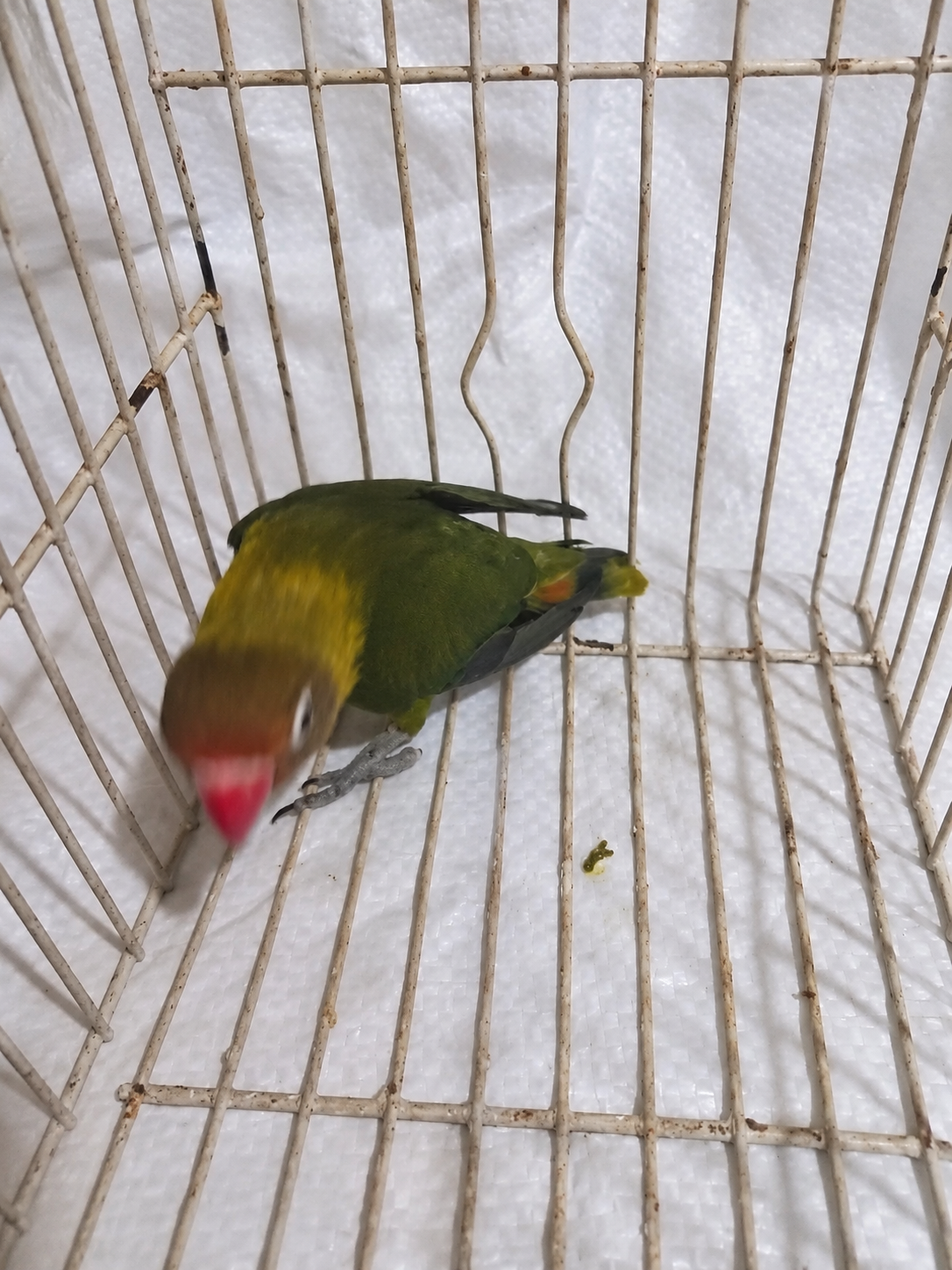 Fischer’s lovebird 09, olive green, actual available juvenile bird